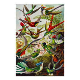 Póster Hummingbirds por Ernst Haeckel