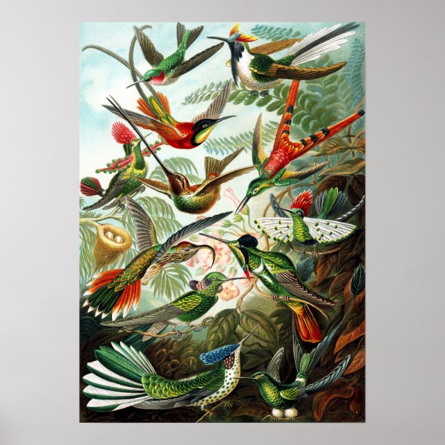Póster Hummingbirds por Ernst Haeckel (Frente)