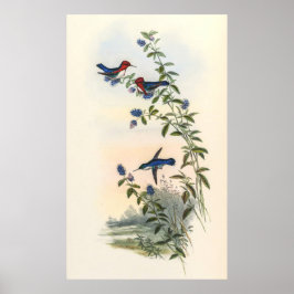 Póster Hummingbirds por John Gould