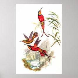 Póster Hummingbirds por John Gould