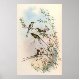 Póster Hummingbirds por John Gould