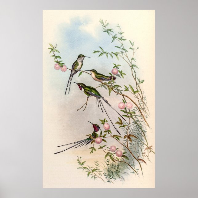 Póster Hummingbirds por John Gould (Frente)