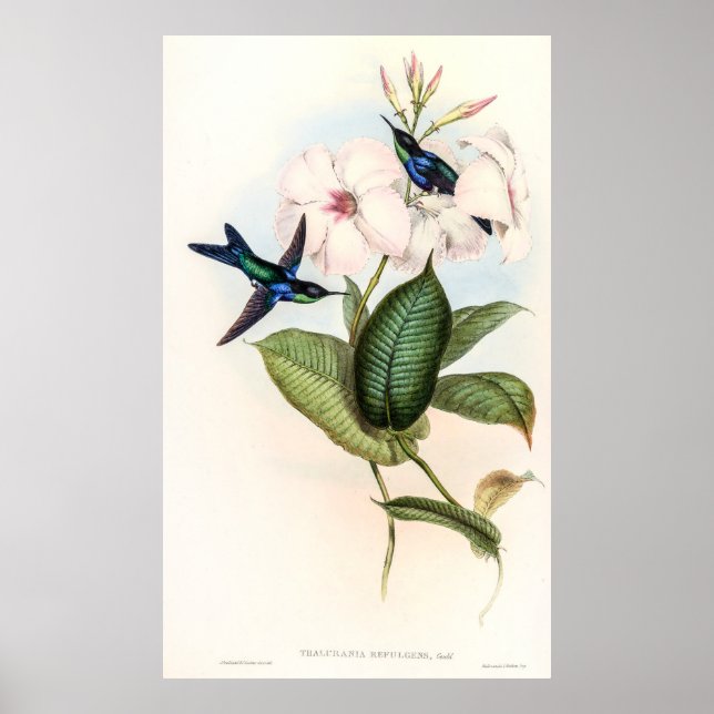 Póster Hummingbirds por John Gould (Frente)