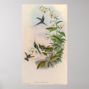 Póster Hummingbirds por la cosecha de vintage por John Go