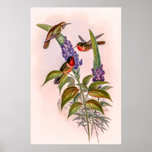 Póster Hummingbirds por la cosecha de vintage por John Go