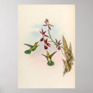Póster Hummingbirds por la cosecha de vintage por John Go