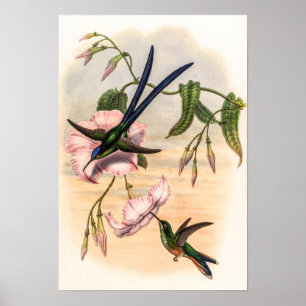 Póster Hummingbirds por la cosecha de vintage por John Go