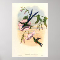 Hummingbirds por la cosecha de vintage por John Go