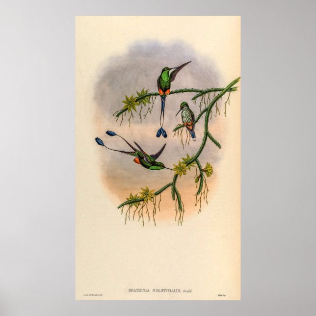 Póster Hummingbirds por la cosecha de vintage por John Go (Frente)