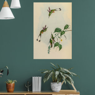 Póster Hummingbirds por la cosecha de vintage por John Go