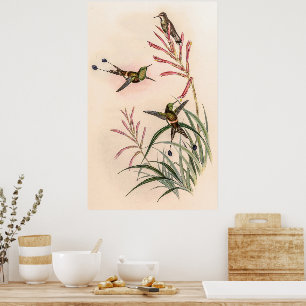 Póster Hummingbirds por la cosecha de vintage por John Go