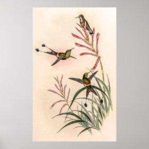 Póster Hummingbirds por la cosecha de vintage por John Go