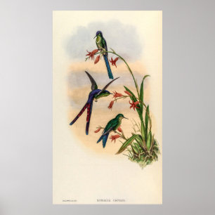 Póster Hummingbirds por la cosecha de vintage por John Go