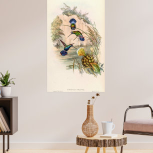 Póster Hummingbirds por la cosecha de vintage por John Go
