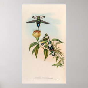 Póster Hummingbirds por la cosecha de vintage por John Go