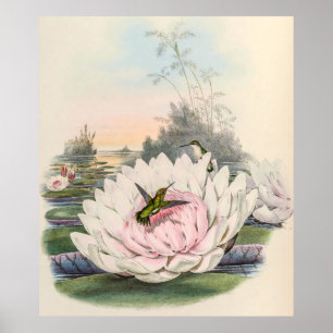 Póster Hummingbirds por la cosecha de vintage por John Go