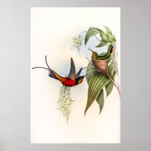 Póster Hummingbirds por la cosecha de vintage por John Go