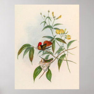 Póster Hummingbirds por la cosecha de vintage por John Go