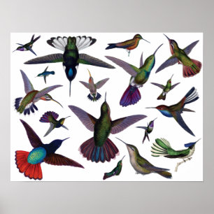 Póster Hummingbirds vintage
