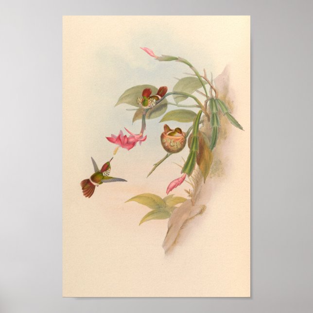 Póster Hummingbirds Vintage Art Bird Print Flowers Nest (Frente)