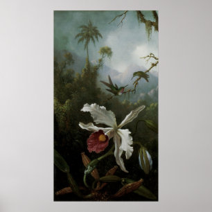 Póster Hummingbirds y Orquídea Blanca por Martin J. Heade