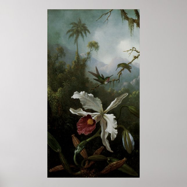 Póster Hummingbirds y Orquídea Blanca por Martin J. Heade (Frente)