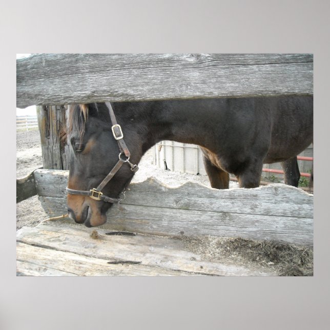 Póster Humor de Caballo de Granja (Frente)