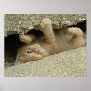 Póster Humor de gatito superheroico