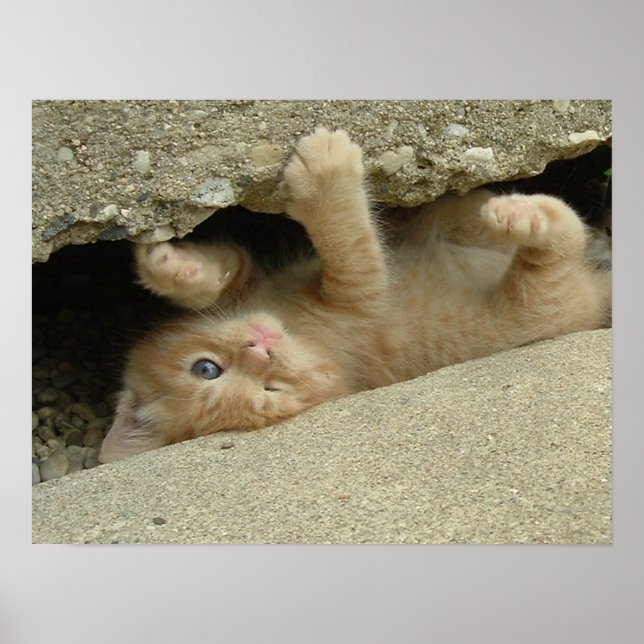 Póster Humor de gatito superheroico (Frente)