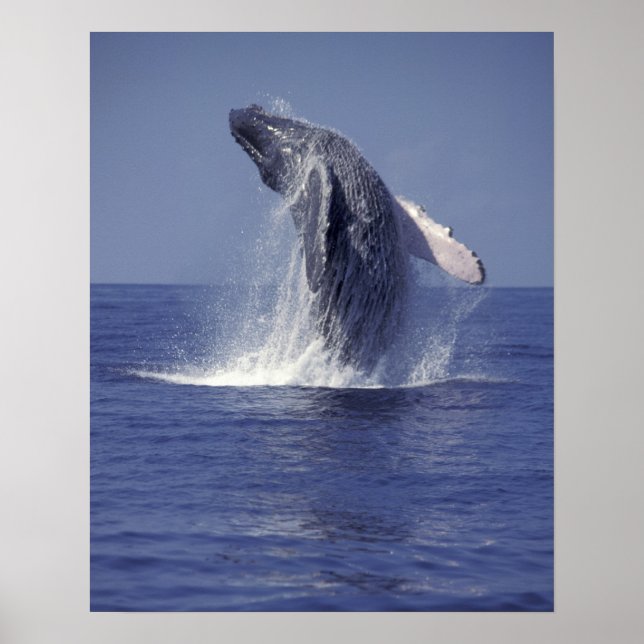 Póster Humpback whale breaching (Megaptera (Frente)