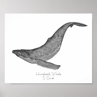 Póster Humpback Whale Dotwork