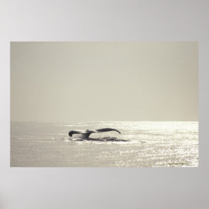Póster Humpback whale, tail over water surface