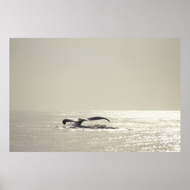 Póster Humpback whale, tail over water surface (Frente)