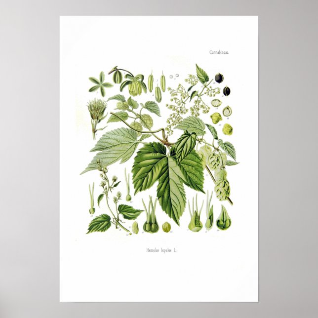 Póster Humulus lupulus (Hop) (Frente)