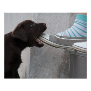 Póster Hungry Brown Labrador Puppy