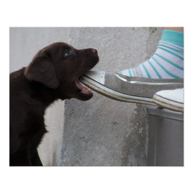 Póster Hungry Brown Labrador Puppy (Anverso)