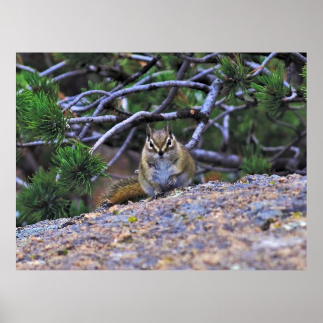 Póster Hungry Chipmunk (Frente)