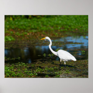 Póster Hunting Egret