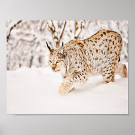 Póster Hunting lynx cat in snow