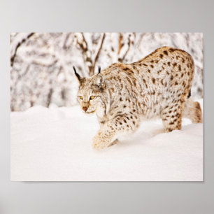 Póster Hunting lynx cat in snow
