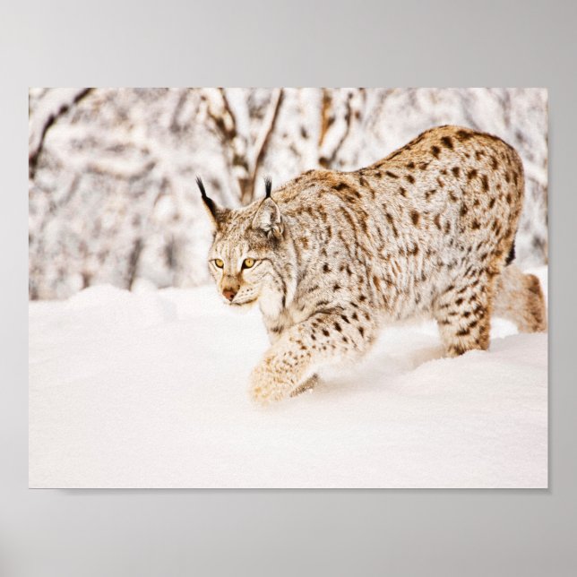 Póster Hunting lynx cat in snow (Frente)
