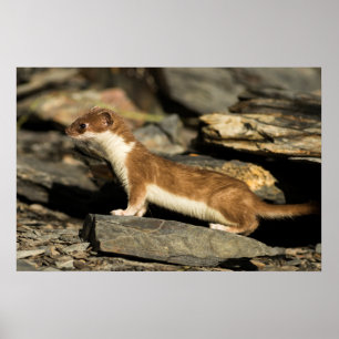 Póster Hunting Weasel