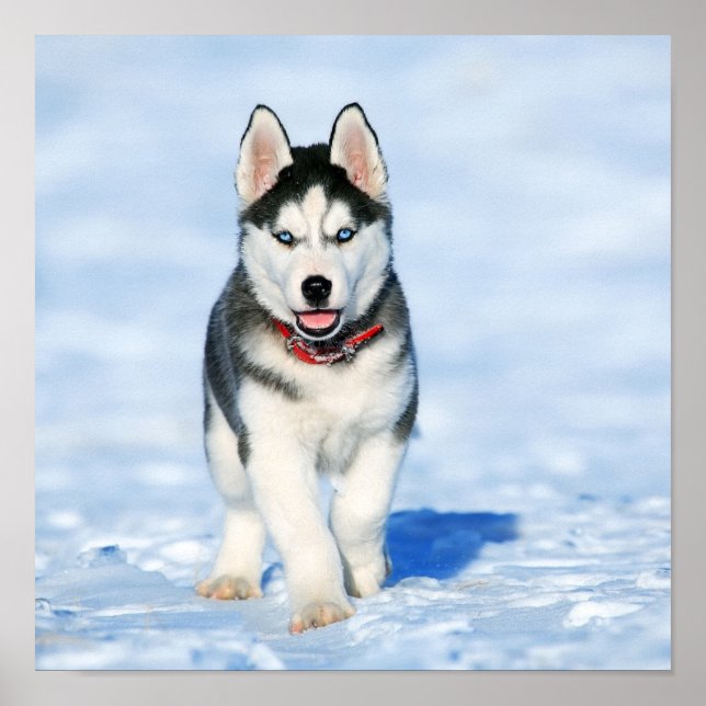 Póster Husky (Frente)