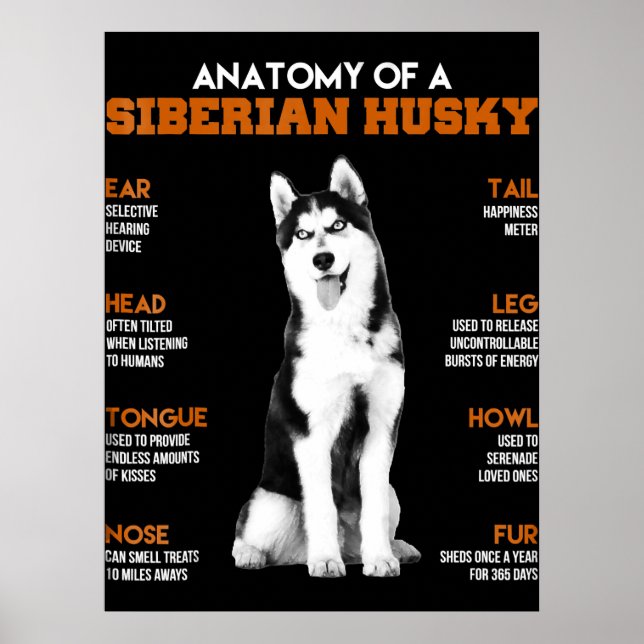 Póster Husky | Anatomía De Perros Husky Siberianos (Frente)