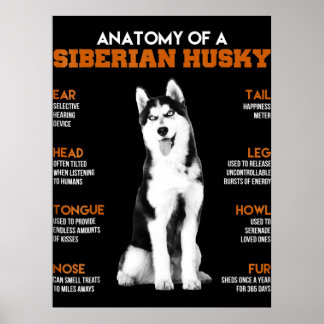 Póster Husky | Anatomía De Perros Husky Siberianos
