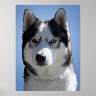 Póster Husky Art Print Sled Dog Art Poster Husky Gifts