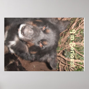 Póster Husky Collie Mestizo