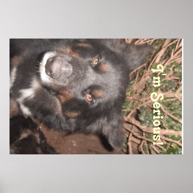 Póster Husky Collie Mestizo (Frente)