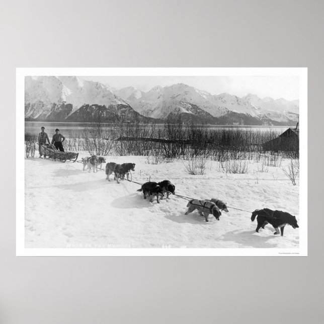 Póster Husky Dog Team Alaska 1918 (Frente)