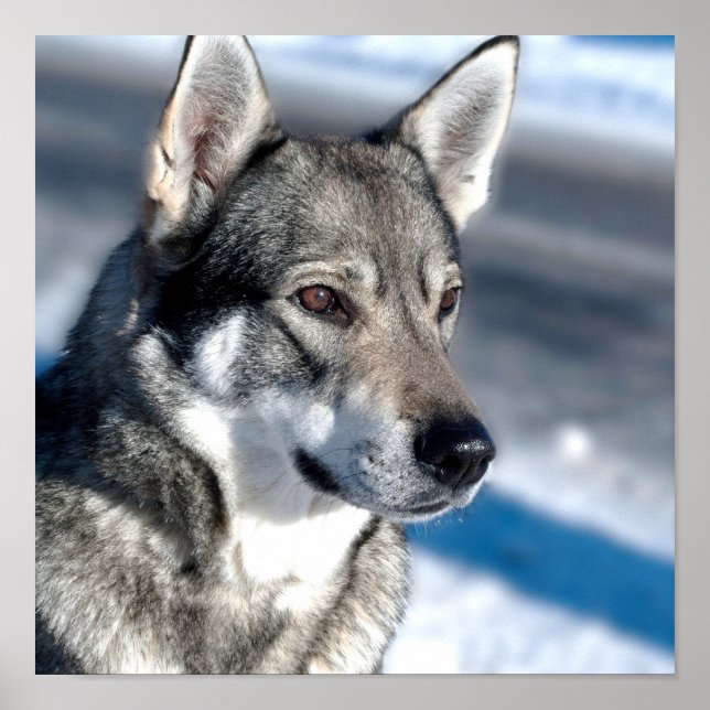 Póster Husky in Snow Poster (Frente)